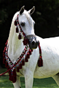 "Princess Lalique" - Egyptian Arabian mare