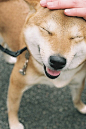 Shiba Inu | Crazy about Shiba Inus!