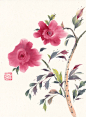 Chinese Brush Watercolor Painting Pink Early Roses