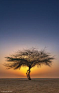 Sunset ... ~ lone tree, Manama, Bahrain by Mustafa AbdulHadi #小清新#