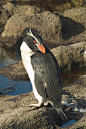 企鹅目·企鹅科·冠企鹅属：斯岛黄眉企鹅