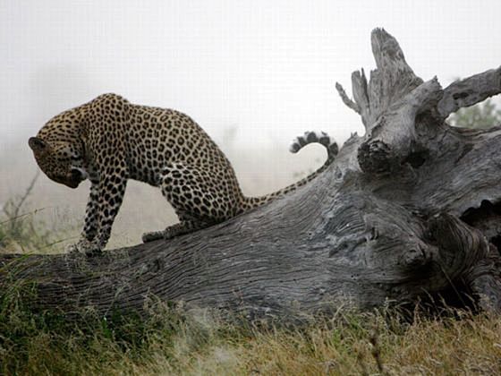 在南非冬季的一个清晨，一只豹坐在倒下的树...