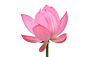 影棚拍摄,室内,白色,花,茎_84225348_Japan, Water lily against white background, close-up_创意图片_Getty Images China