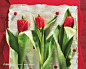 三支红色郁金香鲜花摄影背景桌面壁纸图片素材