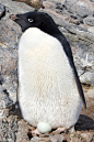 企鹅目·企鹅科·阿德利企鹅属：阿德利企鹅