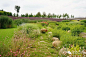 【植物景观设计】谁说小草不如花——上海辰山植物园的观赏草