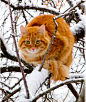 雪中猫。
