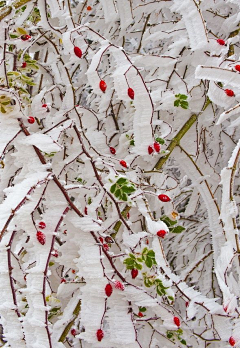 红笺采集到冰雪