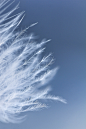 Photograph Feather #1 by Malene Nielsen on 500px