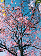 A low-angle shot of pink-flowered cherry blossom tree