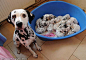 OH MY GOD cuteness... real-life dalmation gives birth to 15 puppies: 