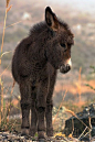 Adorable little burro with a cute fuzzy head! Sweet!