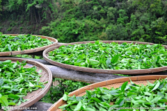 乙舞洋子采集到茶