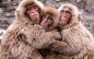 Animals monkeys Japanese Macaque wallpaper | 1920x1200 | 54958 | WallpaperUP