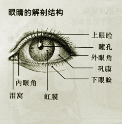 紫小鸢采集到人-眼睛