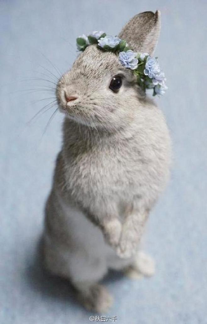 兔兔 兔纸 兔子 兔几
