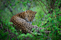 Photograph Mara Leopard by David Lloyd on 500px