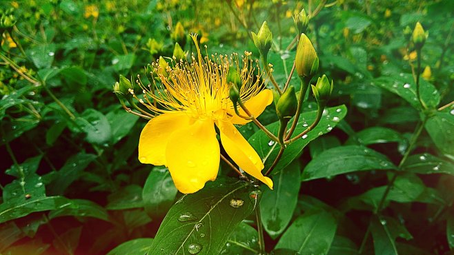 下雨天小区花园的花朵