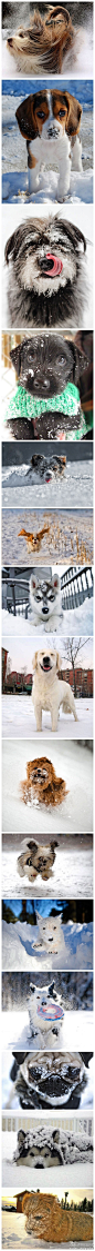 求是设计会雪地里的灵动，一组狗狗在雪地里跳跃、嬉戏玩耍的照片。