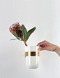 Fitocapsule : Fitocapsule is a wall flower pot. The pot is hanged by special brass metall bracing. Without bracing the pot could be used as a vase. 