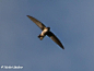 塞舌尔金丝燕 (Aerodramus elaphrus) 雨燕目 雨燕科 金丝燕属
Seychelles Swiftlet (Aerodramus elaphrus)