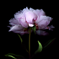 Photograph  FULL of ADMIRATION for THE PEONY...