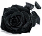 黑玫瑰♛