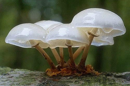 植物/花卉 蘑菇 雨后晶莹的蘑菇