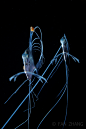 _动物照片-鱼类等海洋动物 _123采下来 #率叶插件，让花瓣网更好用#