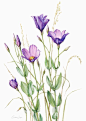 Eustoma grandiflora by Constance Sayas: 