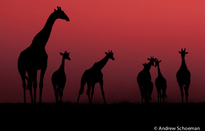 Photograph Giraffe S...