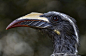 African Grey Hornbill