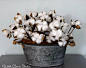 Cotton Boll Centerpiece | Farmhouse Decor | Rustic Decor | Cotton Decor | Cotton Arrangment in Metal Tub | Second Anniversary Gift