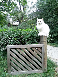 夏日的向日葵啊采集到cute