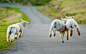 基督城，新西兰，路，羊奔跑 壁纸 - 1920x1200