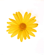 明亮,影棚拍摄,黄色,花,花瓣_86056499_Yellow gerber daisy_创意图片_Getty Images China