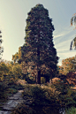 Japanese Autumn : Autumn in Japanese Garden, Leverkusen, Germany