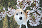 狗的笑容和樱花照片素材-图片ID：155466248