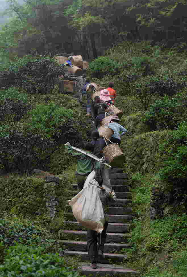 武夷山采茶