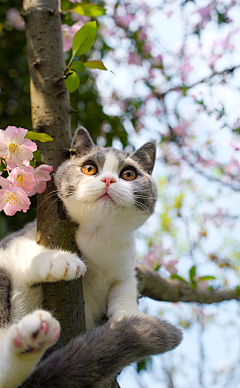 小懒猫瞳瞳采集到萌逗~