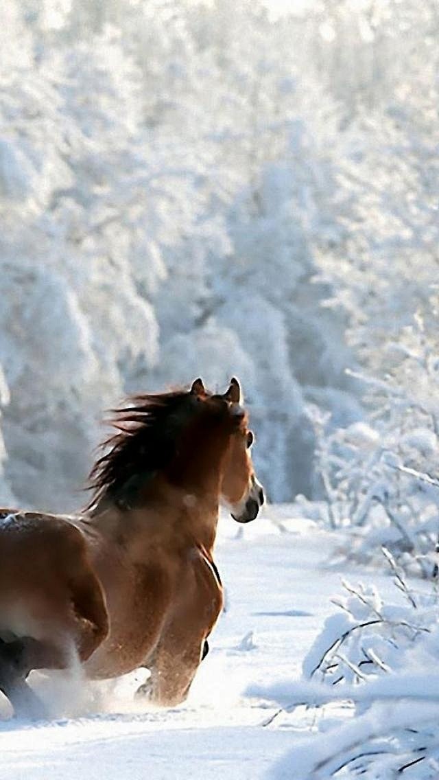 Horse, Snow, Winter