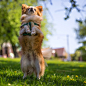 Pedigree dog on grass : Pedigree golden retriever looking away from the camera.