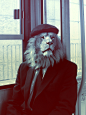 Christoph Meyer - Animals, male lion #采集大赛#