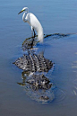 鱷魚水上計程車海灘！ #野生动物#