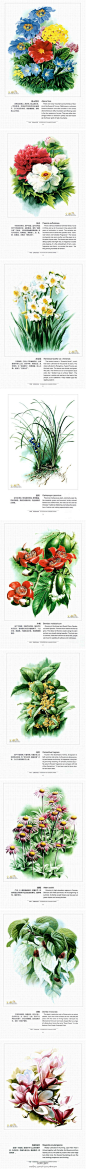 #botanical art# 中国云南百花图（一）


曾孝濂先生《中国云南百花图》，得天独厚的植被资源融合在出神入化的画技里，便是这一系列无论植物还是画风都极富「中国特色」的图谱。