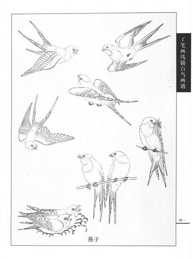 工笔画鸟线描图——燕子