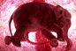 通过三维超声扫描子宫里的小象。