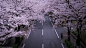 ROUTE SAKURA