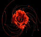 Red Rose Splash by Alex Koloskov on 500px
