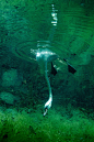 水下的觅食的天鹅 | 摄影师Viktor Lyagushkin ​​​​